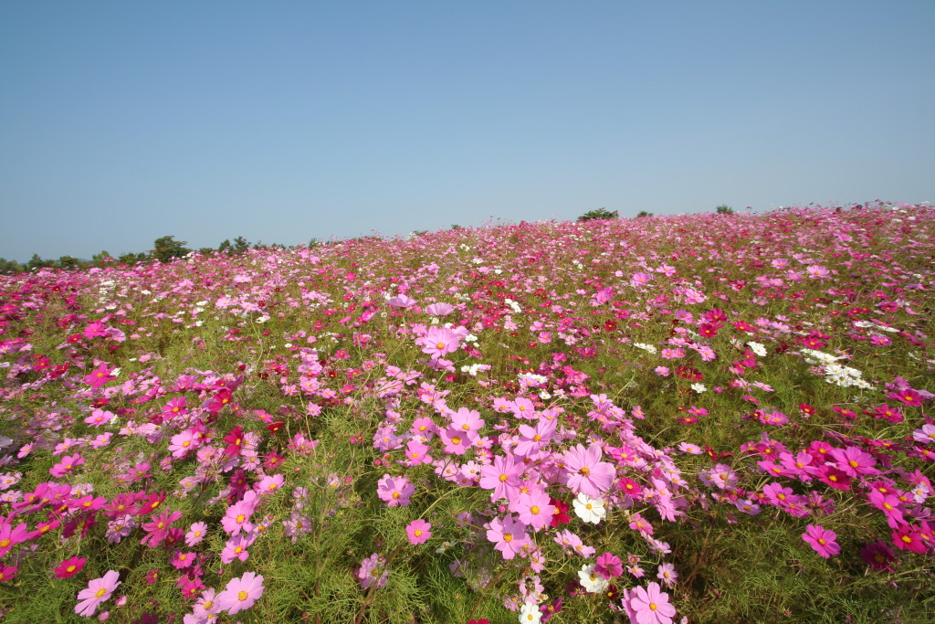 際どい写真は自粛しました。 フローラルの映像でお楽しみください