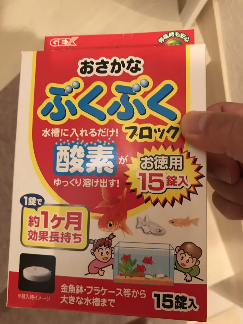 金魚にだんだん愛着がわいてきた ウィザップ スタッフブログ