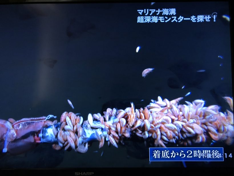 Nhkの 深海大スペシャル 驚異のモンスター大集合 が面白すぎた ウィザップ スタッフブログ