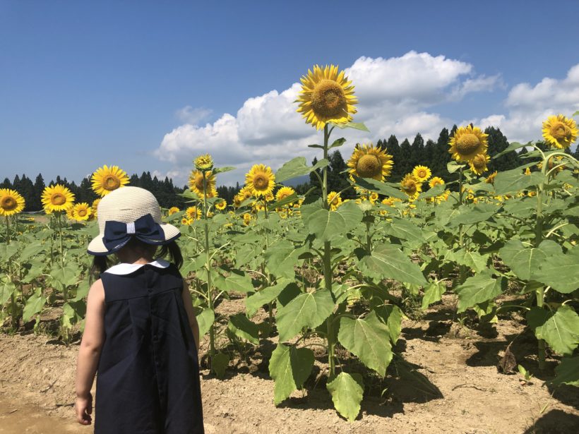 新潟県津南町の 津南ひまわり広場 で圧巻のひまわり畑を観てきた 暑さ対策は過剰なほどするべき