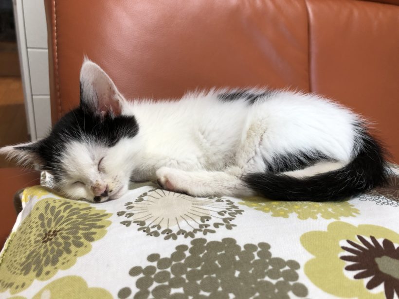 眠り猫 ウィザップ スタッフブログ